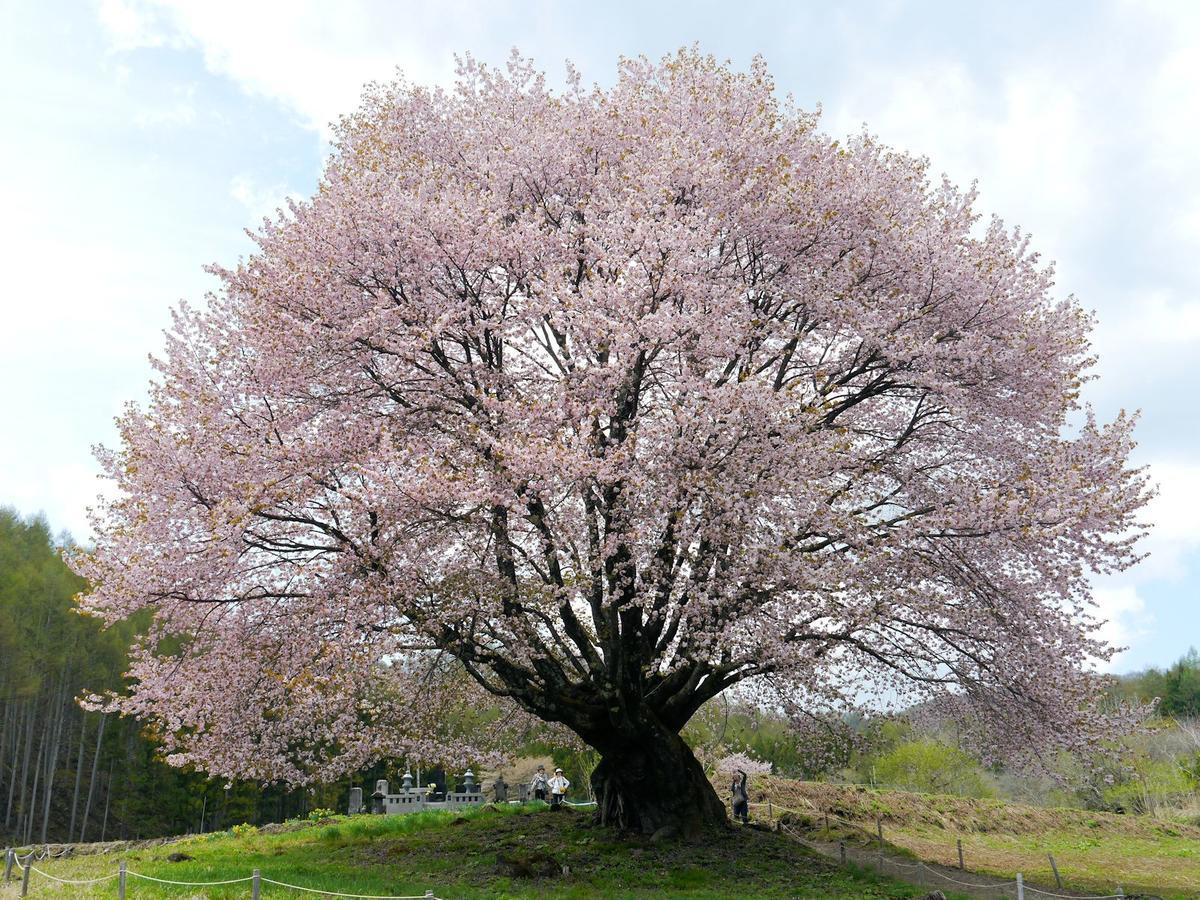 Pension Green Field Katashina Eksteriør bilde